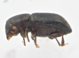 Coccotrypes sp2035_Cangar 13954