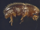 Coccotrypes spp 14777