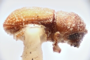 Coriacephilus coriaceus 14909