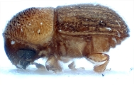 Coriacephilus exiguus 10400