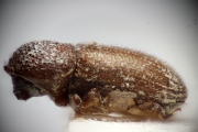 Cosmoderes elegans 14933