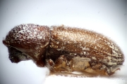 Cosmoderes elegans 14933