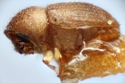 Hypocryphalus brevisetosus 14960