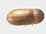 Cryphalus piceae 13549