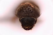Cryphalus pubescens 12721