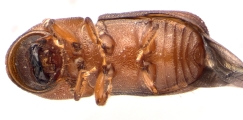 Dendroterus defectus 13718