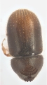 Ernocladius sp_1930Java 13961
