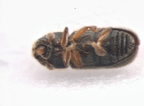 Ernoporicus fagi 13552