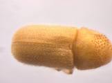 Ernoporicus semenovi 13596