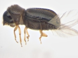 Ernoporicus sp_small 13960