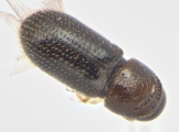 Ernoporicus sp_small 13960