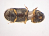 Ernoporicus sp_small 14124