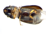 Ernoporicus sp_small 14128