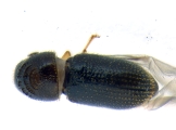 Ernoporicus sp_small 14128