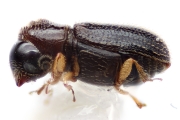 Ernoporicus sp_small 14124