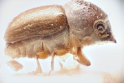 Ernoporus antennarius 14912