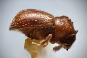 Ernocladius spp 14954