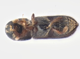 Micracisella spp 13657
