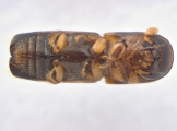 Monarthrum fasciatum 13952