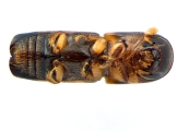 Monarthrum fasciatum 13952