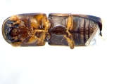 Monarthrum fasciatum 14127