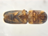 Monarthrum fasciatum 14154
