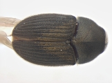 Phrixosoma sp2039_Ecuador 13965
