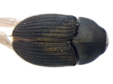 Phrixosoma sp2039_Ecuador 13965