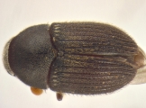 Phrixosoma sp2039_Ecuador 14129