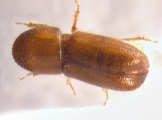 Pityophthorus liquidambarus 13559
