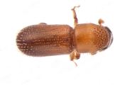 Pseudothysanoes dislocatus 13685