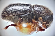 Scolytogenes coccotrypanoides 14923