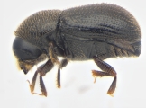Scolytogenes coccotrypanoides 13963