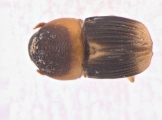 Scolytomimus phillippinensis 13692