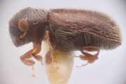 Stegomerus chiriquensis 12278