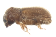 Stegomerus pygmaeus 11046