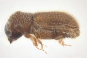 Stegomerus pygmaeus 11046