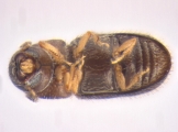 Stegomerus pygmaeus 13714
