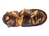 Stegomerus pygmaeus 13714