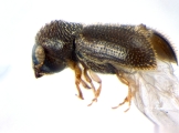 Stegomerus pygmaeus 13715