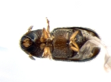 Stegomerus pygmaeus 13716