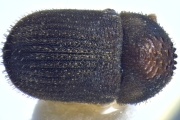 Stephanopodius ghanaensis 12254