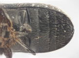 Trypophloeus salicis 13951