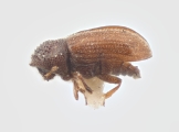 Trypophloeus striatulus 11835