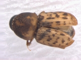 Xyloctonus maculatus 13682