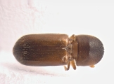 Xyloterinus politus 13585