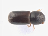 Xyloterinus politus 13652
