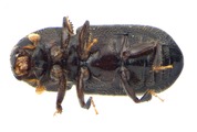 Coccotrypes sp2035_Cangar 13954
