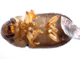 Coriacephilus sp2031_Madagascar 13664