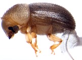 Coriacephilus sp2031_Madagascar 13664